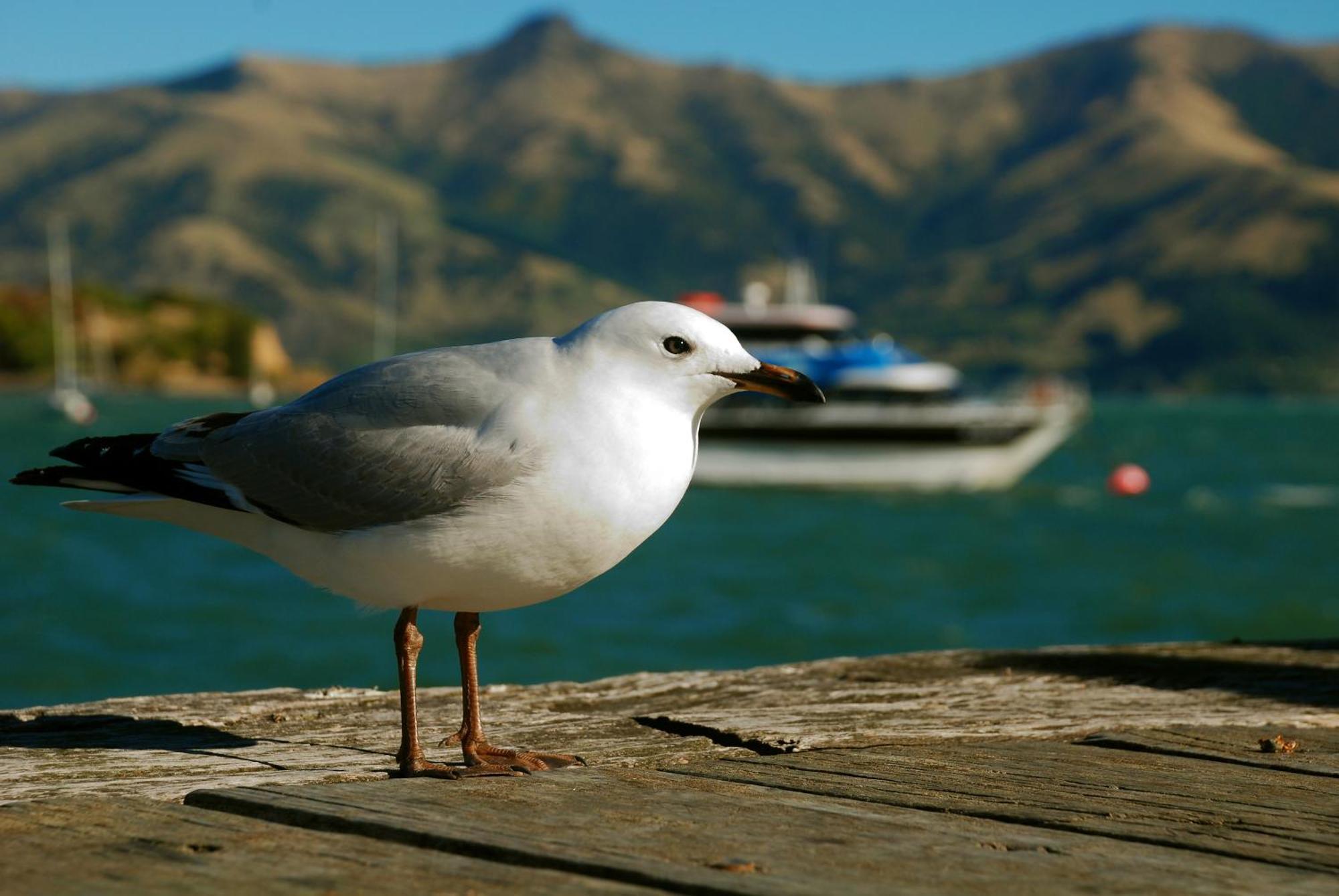 Akaroa Top 10 Holiday Park Exterior photo